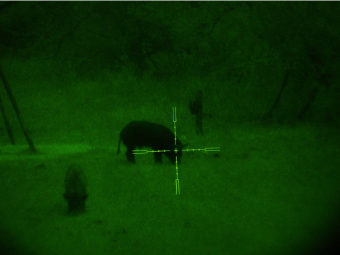 Ночная охота на кабана